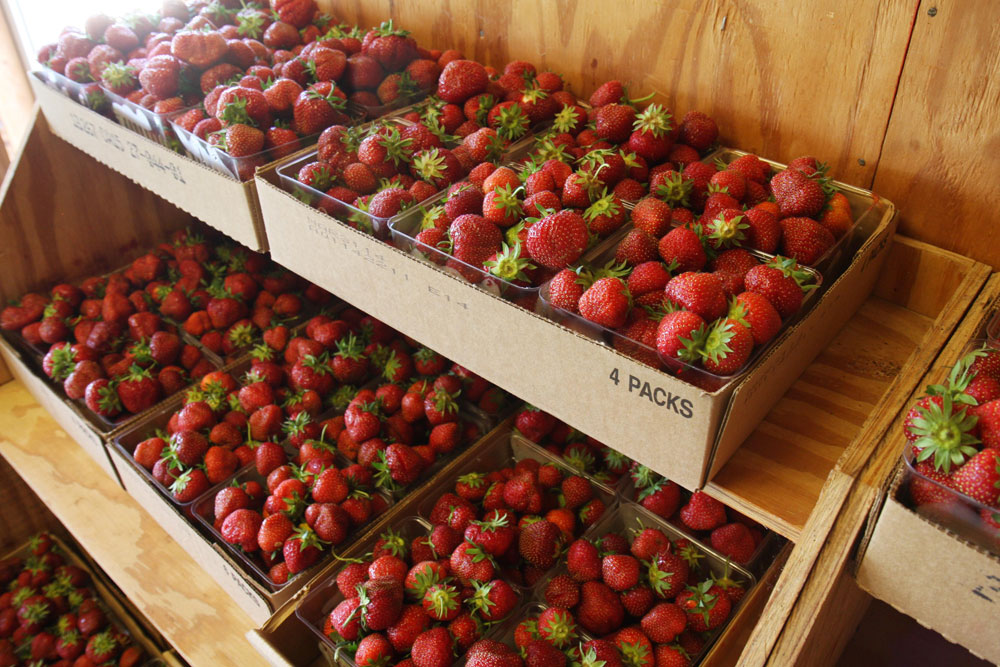 PrePicked Strawberries Carandale Fruit Farm